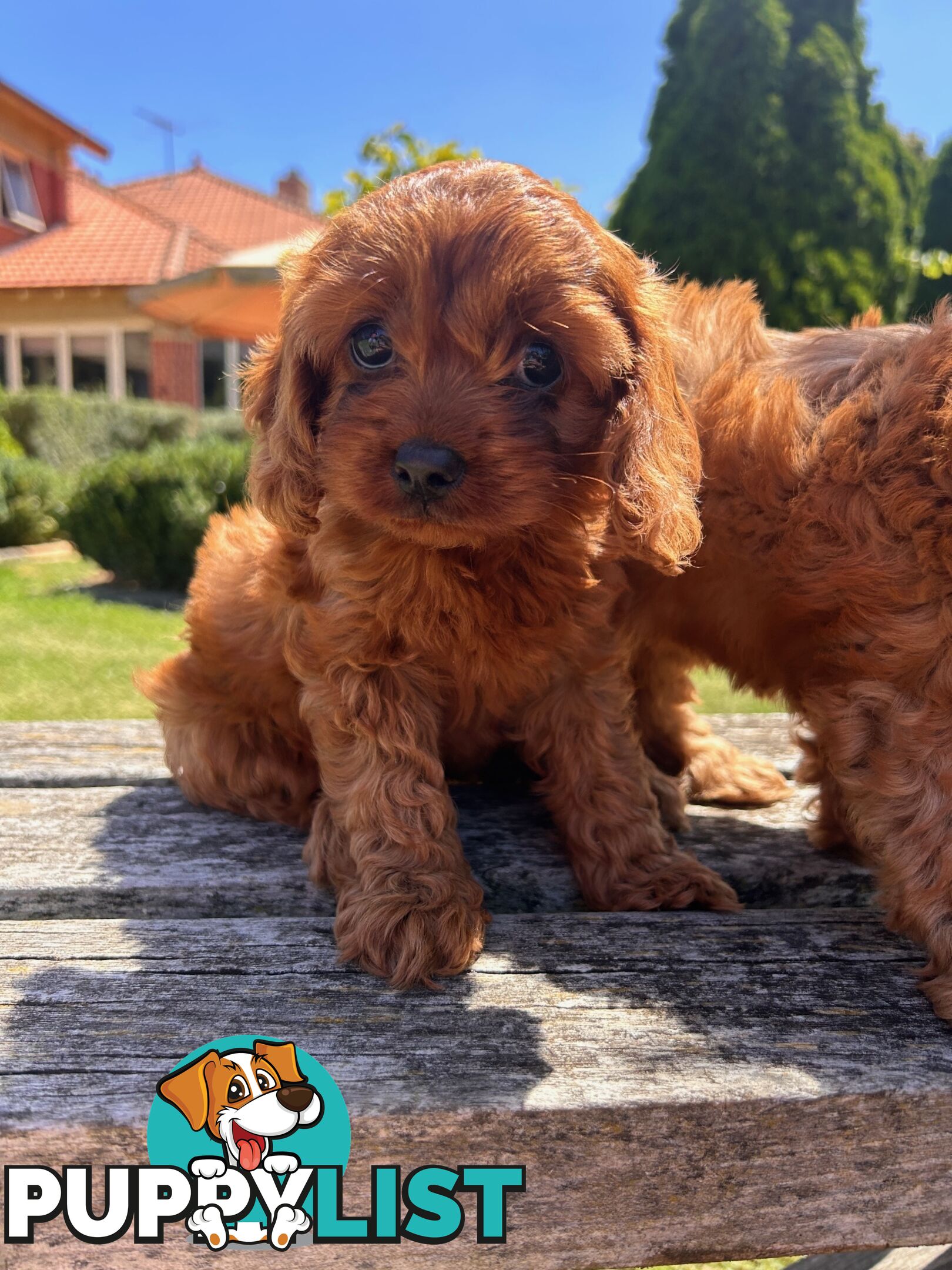 ***  TOY Cavoodle Puppies 1st Gen DNA Clear ***