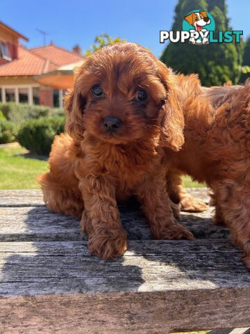 ***  TOY Cavoodle Puppies 1st Gen DNA Clear ***