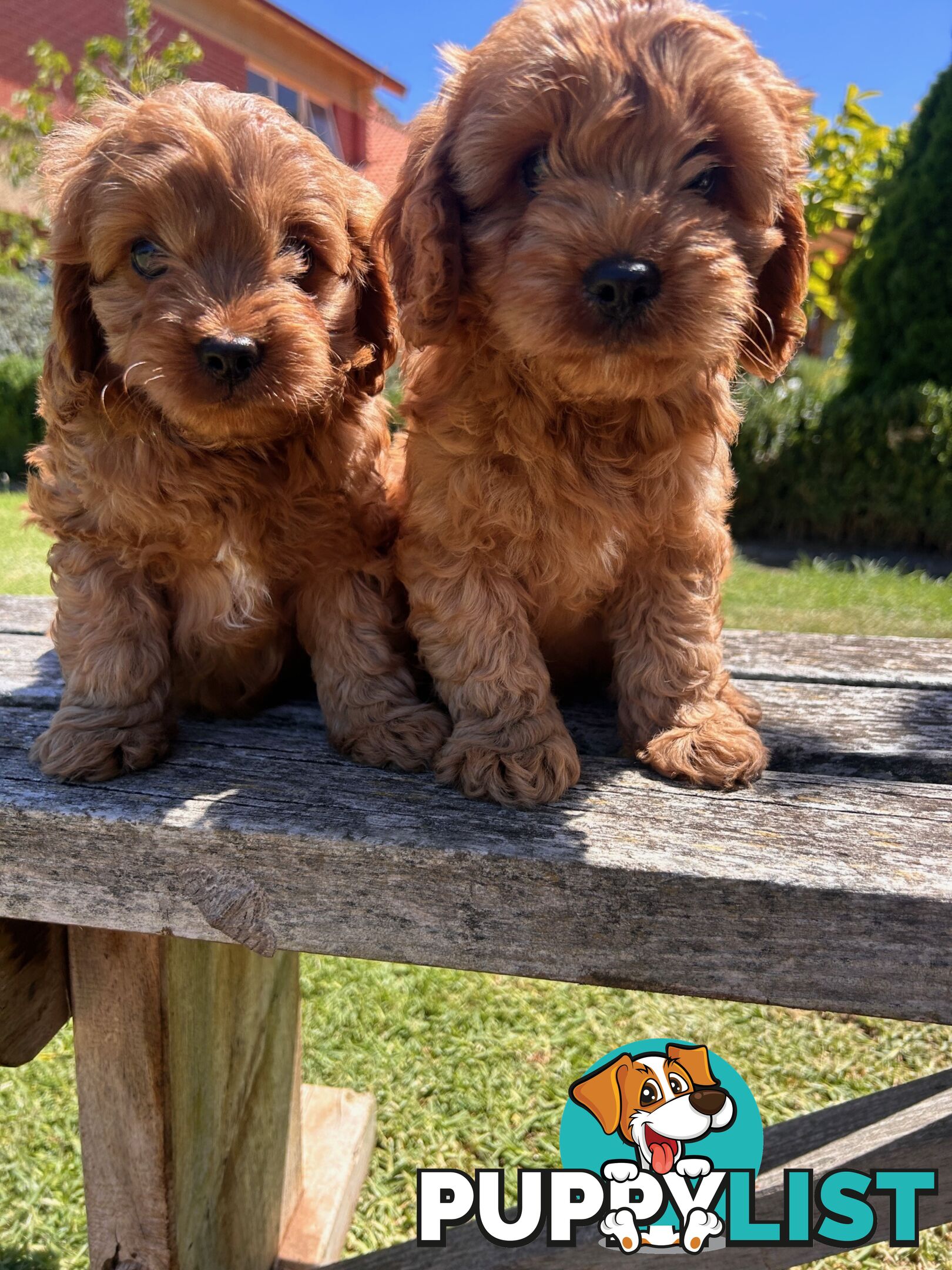 ***  TOY Cavoodle Puppies 1st Gen DNA Clear ***