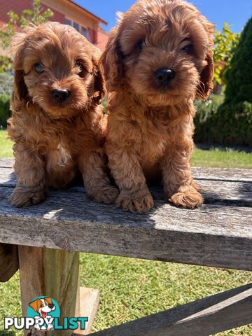 ***  TOY Cavoodle Puppies 1st Gen DNA Clear ***