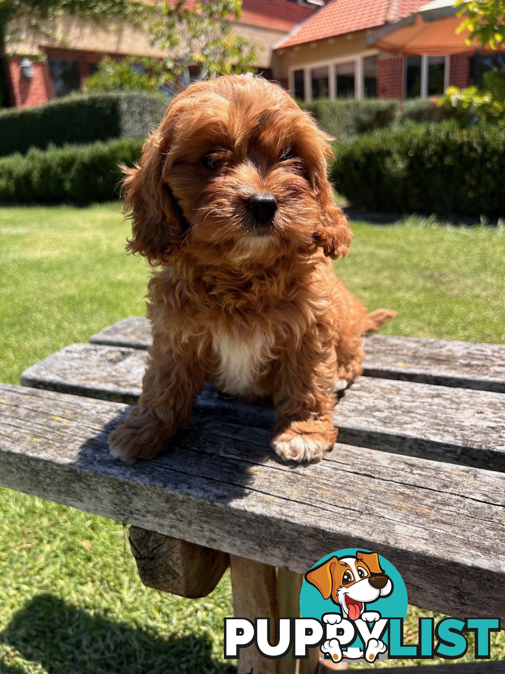 ***  TOY Cavoodle Puppies 1st Gen DNA Clear ***