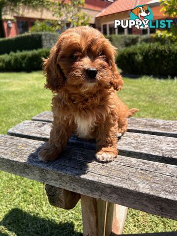 ***  TOY Cavoodle Puppies 1st Gen DNA Clear ***