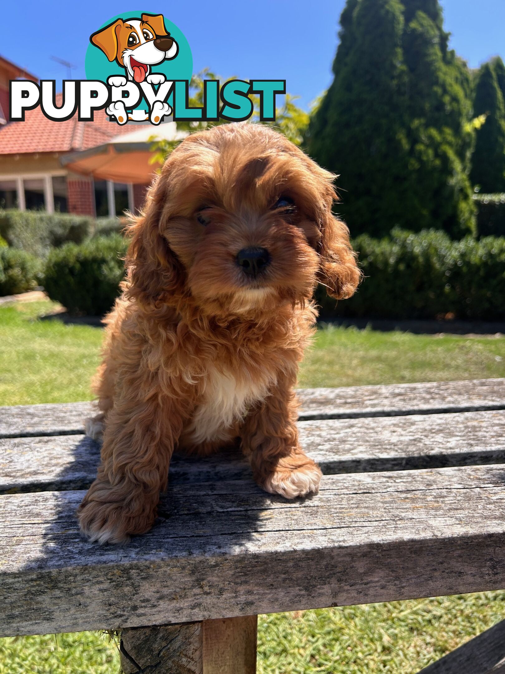 ***  TOY Cavoodle Puppies 1st Gen DNA Clear ***