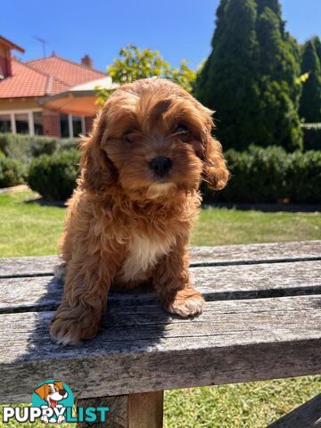 ***  TOY Cavoodle Puppies 1st Gen DNA Clear ***