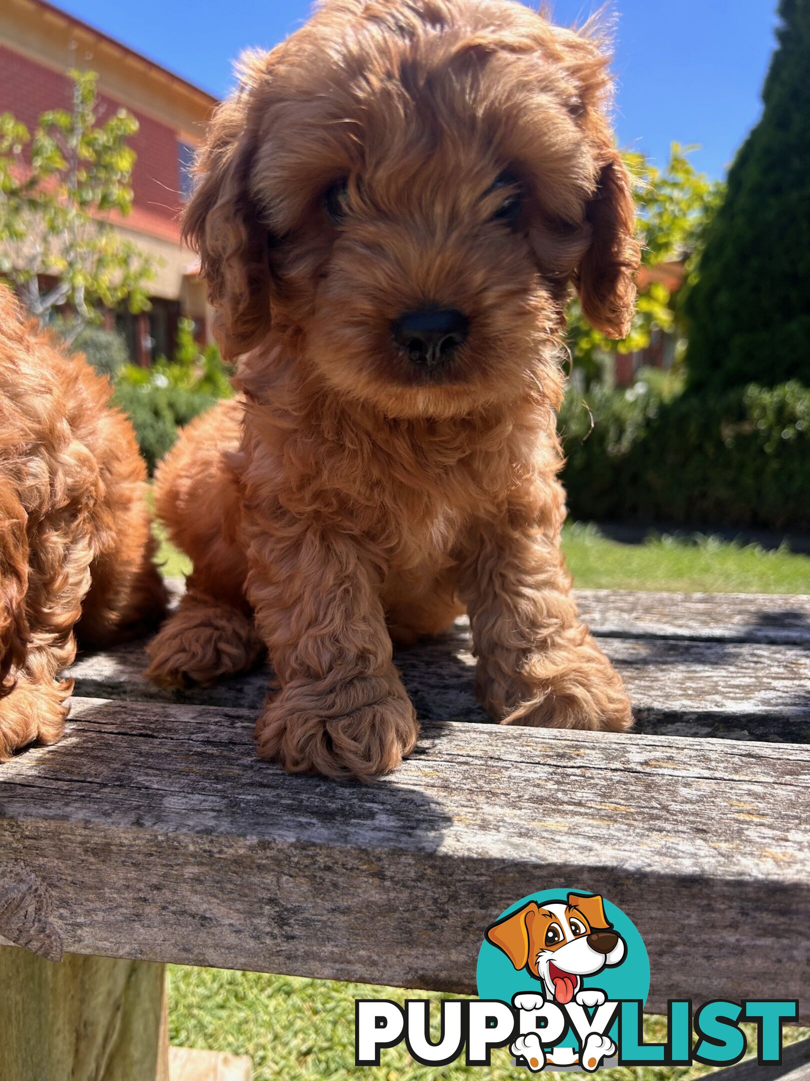 ***  TOY Cavoodle Puppies 1st Gen DNA Clear ***