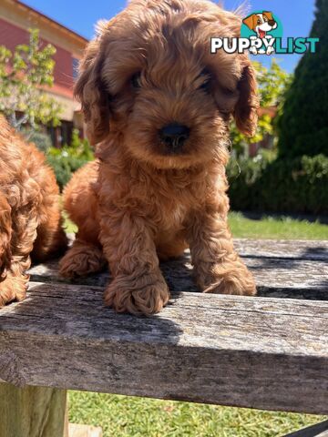 ***  TOY Cavoodle Puppies 1st Gen DNA Clear ***