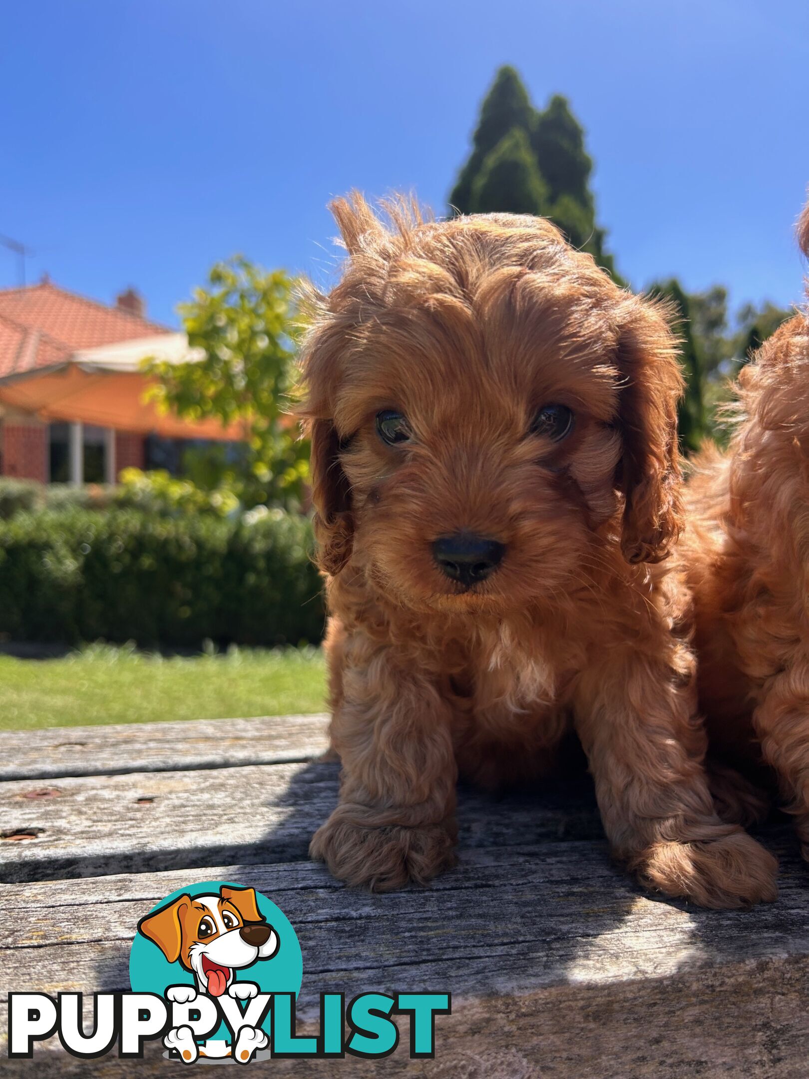 ***  TOY Cavoodle Puppies 1st Gen DNA Clear ***