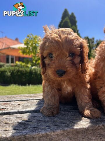 ***  TOY Cavoodle Puppies 1st Gen DNA Clear ***