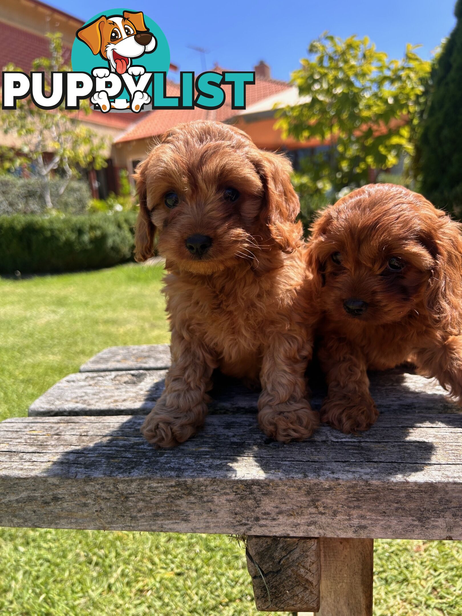 ***  TOY Cavoodle Puppies 1st Gen DNA Clear ***