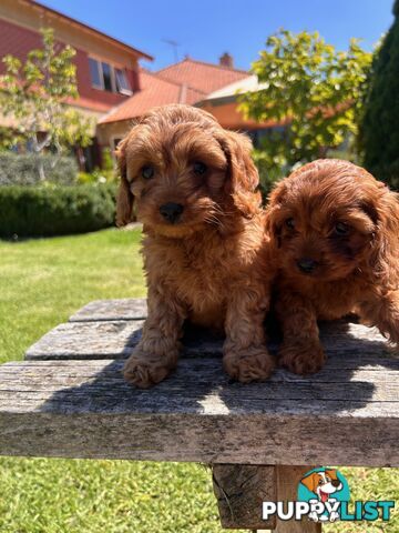 ***  TOY Cavoodle Puppies 1st Gen DNA Clear ***