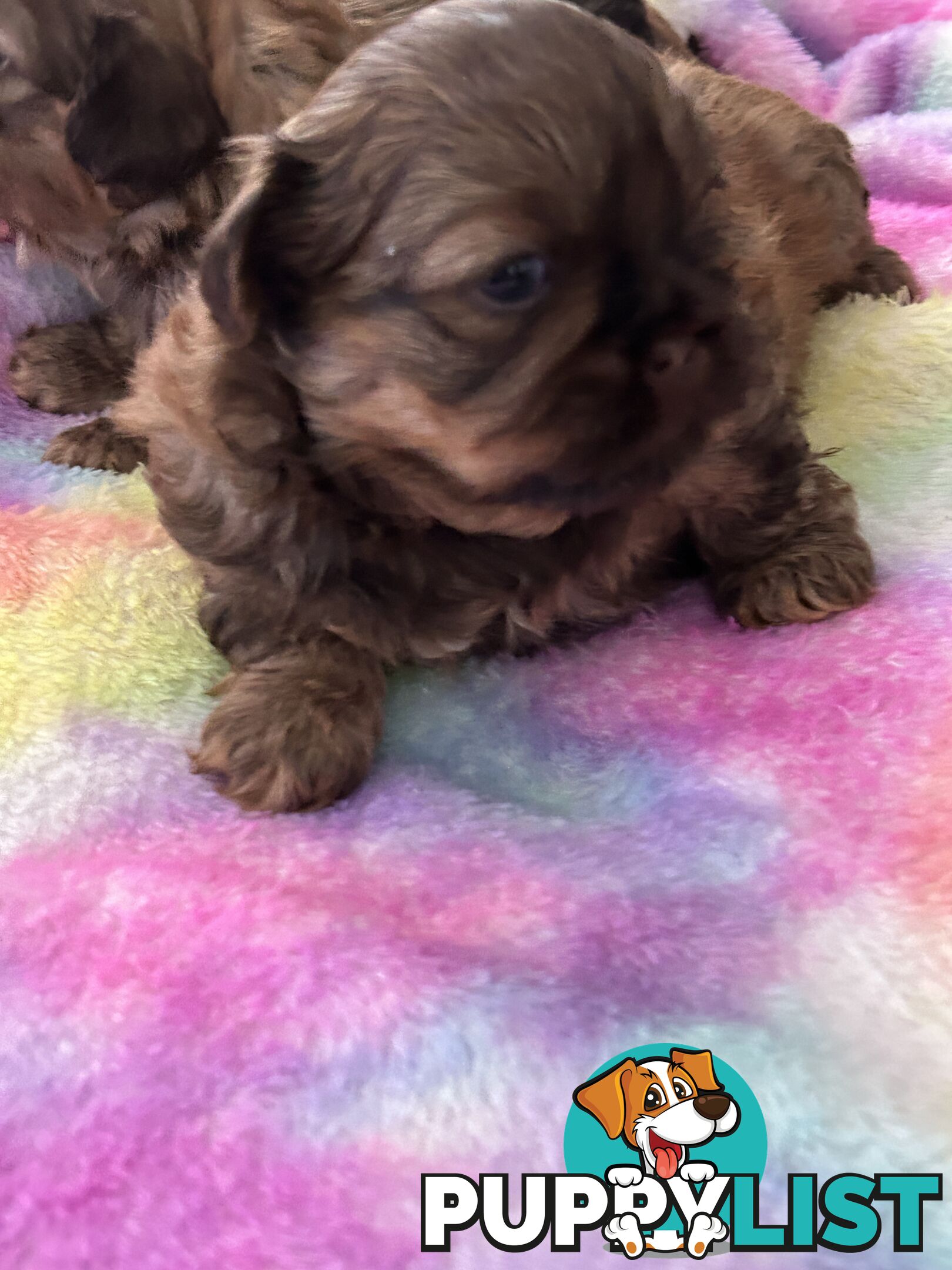 Purebred liver Shihtzu puppies