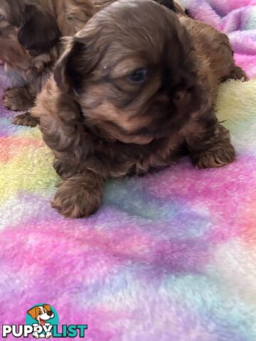 Purebred liver Shihtzu puppies