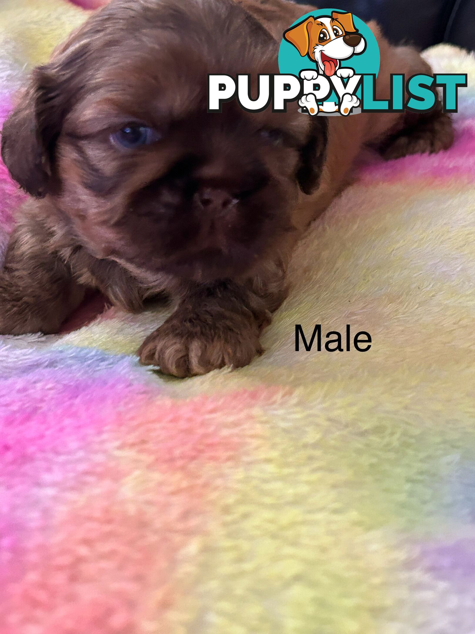 Purebred liver Shihtzu puppies
