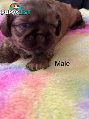 Purebred liver Shihtzu puppies