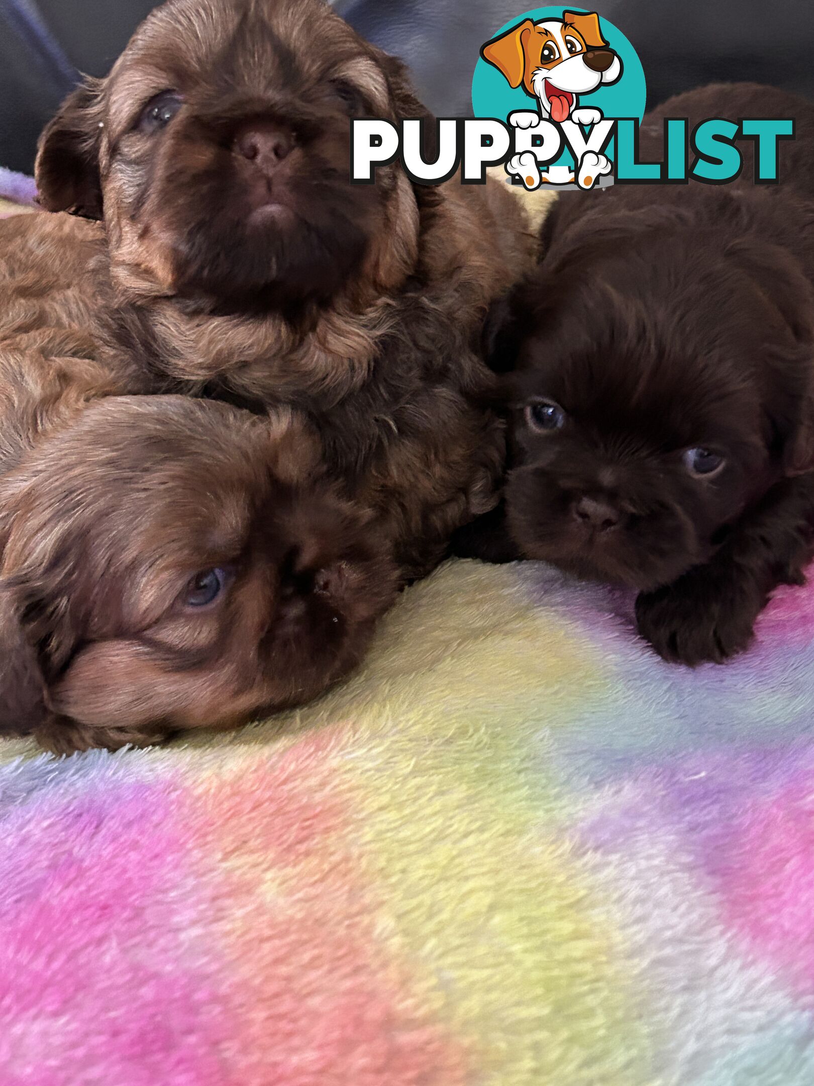 Purebred liver Shihtzu puppies