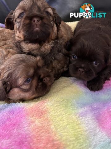 Purebred liver Shihtzu puppies