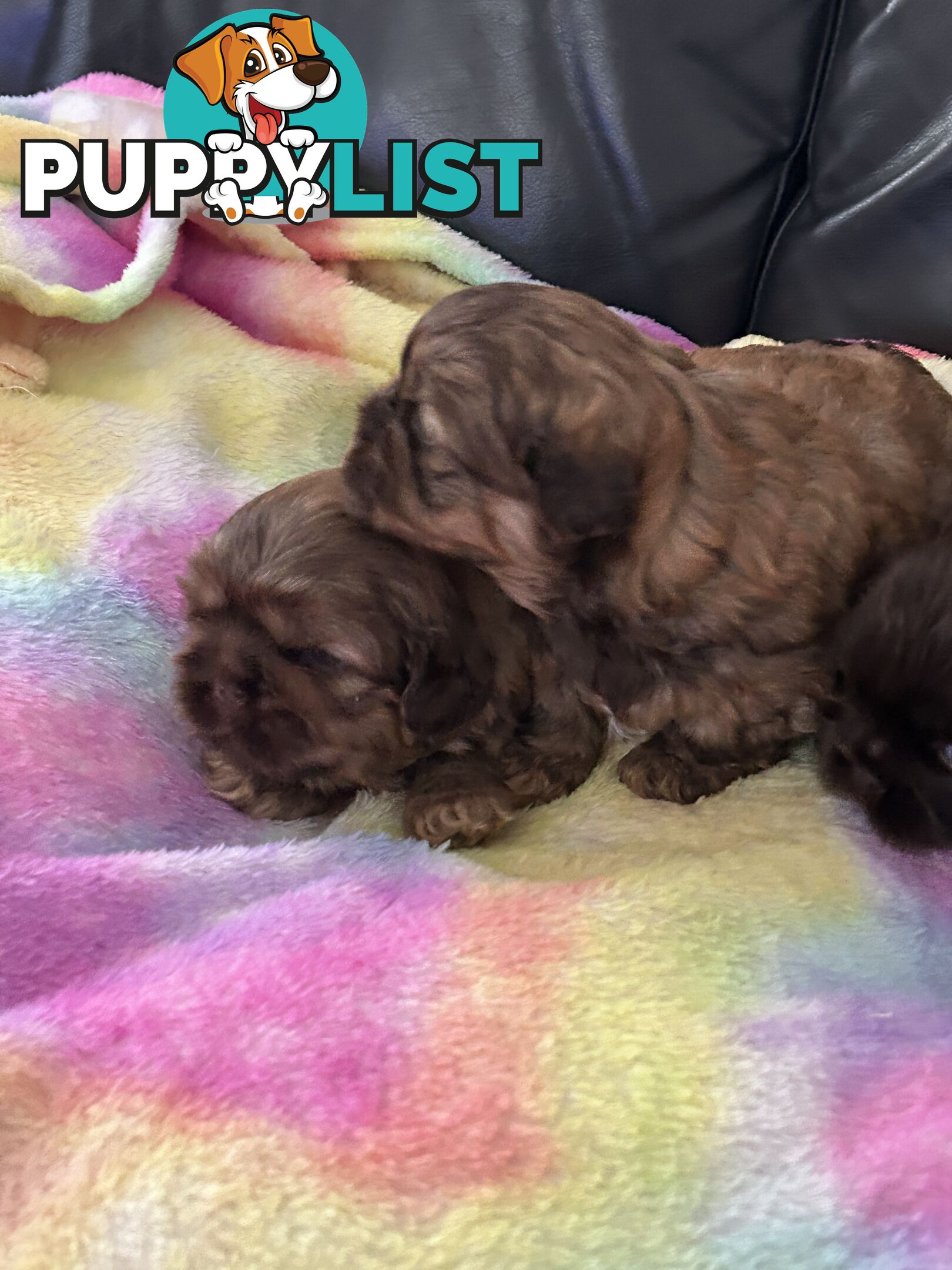 Purebred liver Shihtzu puppies