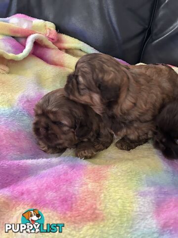 Purebred liver Shihtzu puppies