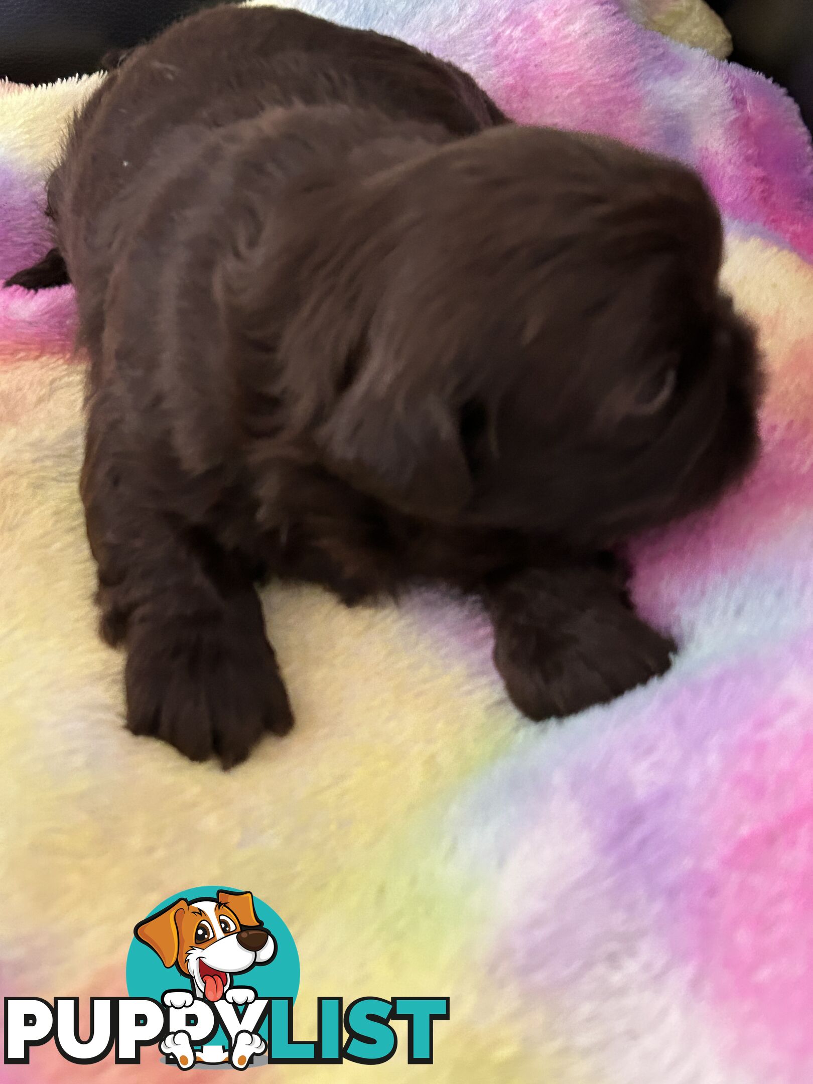 Purebred liver Shihtzu puppies