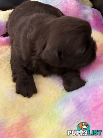Purebred liver Shihtzu puppies