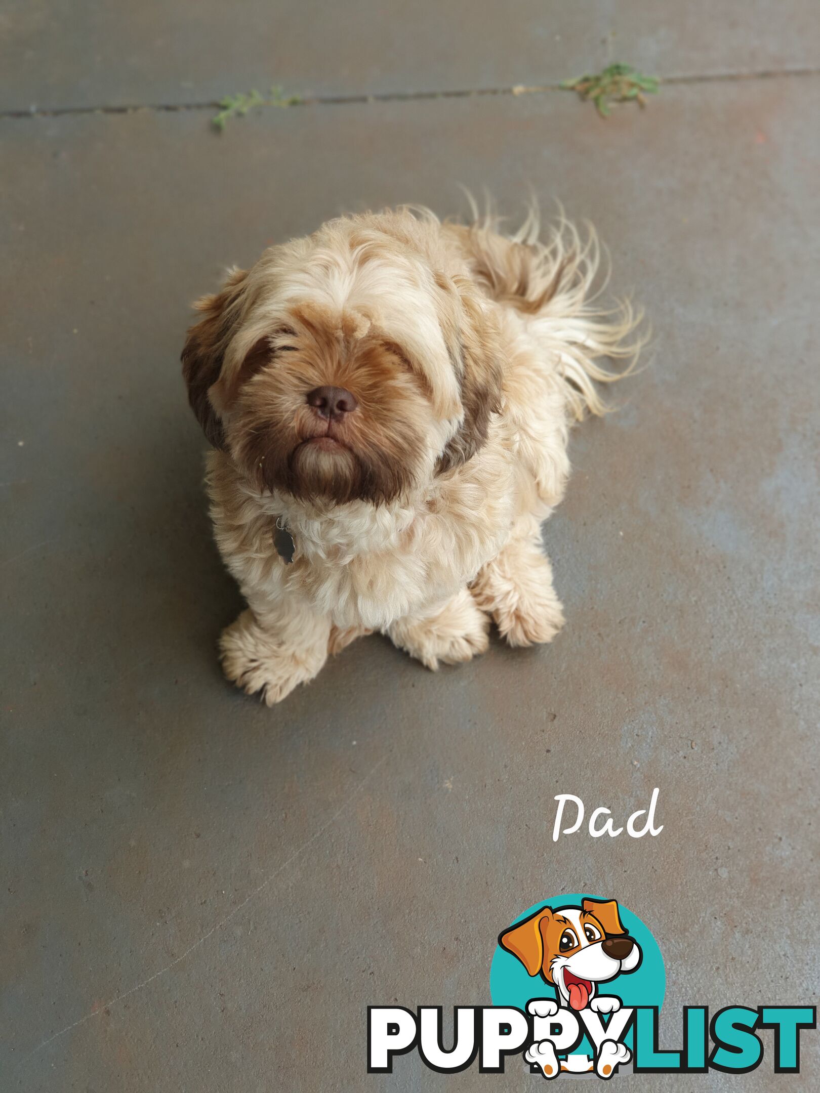 Purebred liver Shihtzu puppies