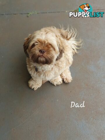 Purebred liver Shihtzu puppies