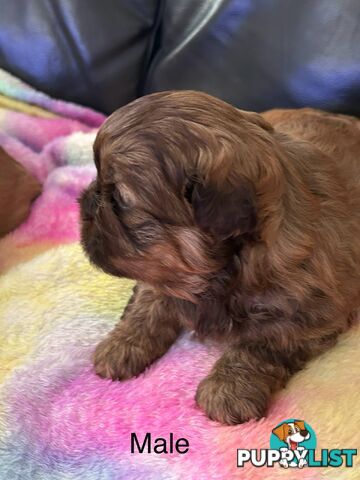 Purebred liver Shihtzu puppies