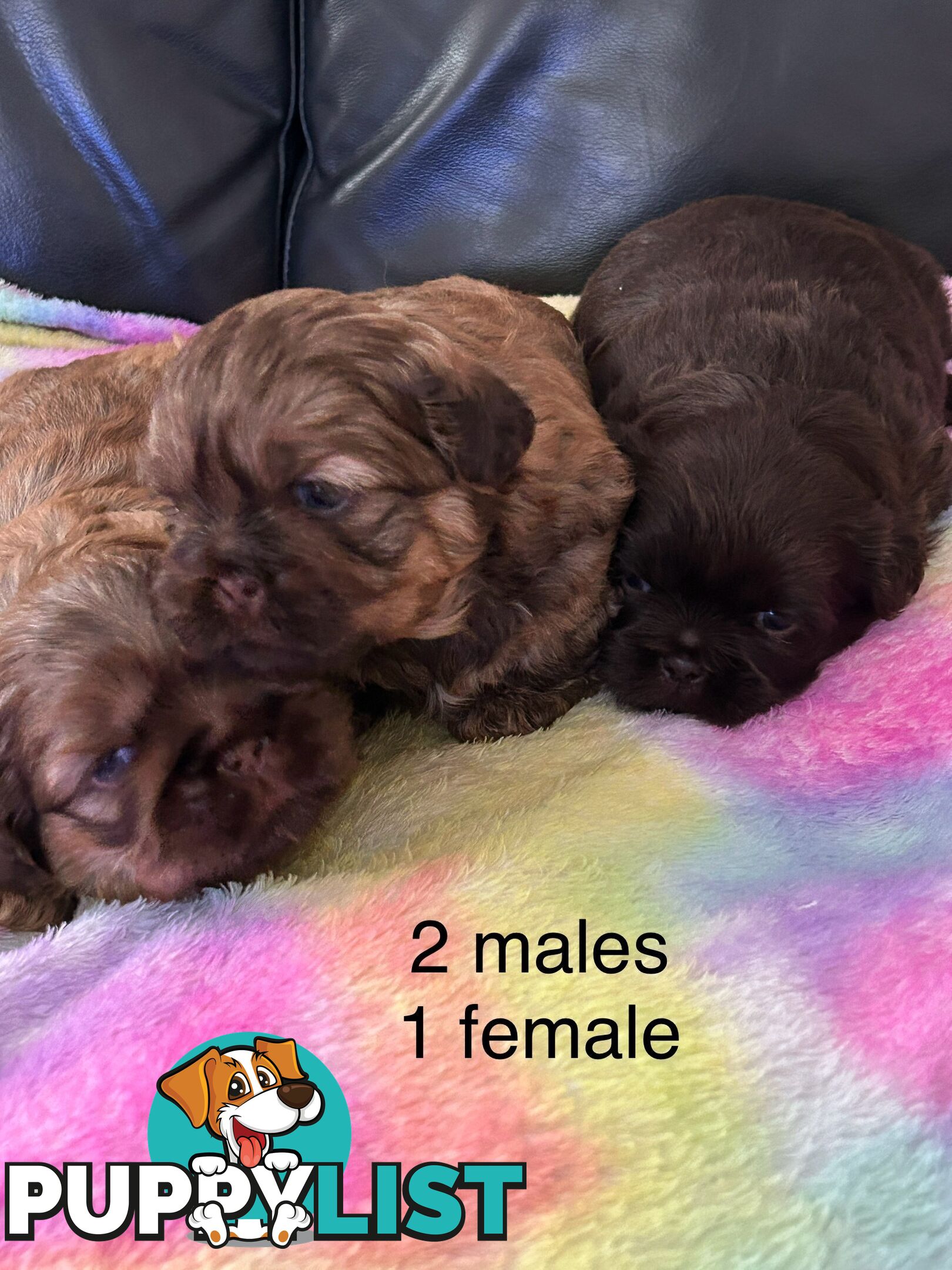 Purebred liver Shihtzu puppies