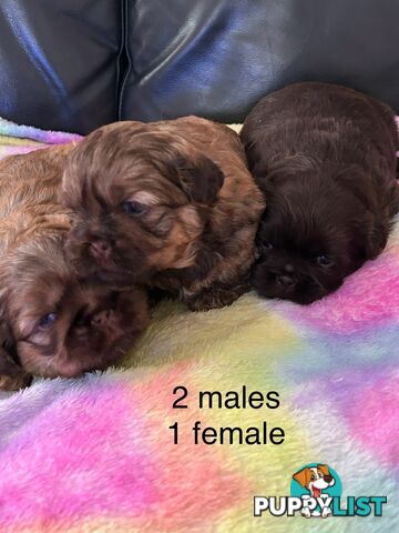 Purebred liver Shihtzu puppies