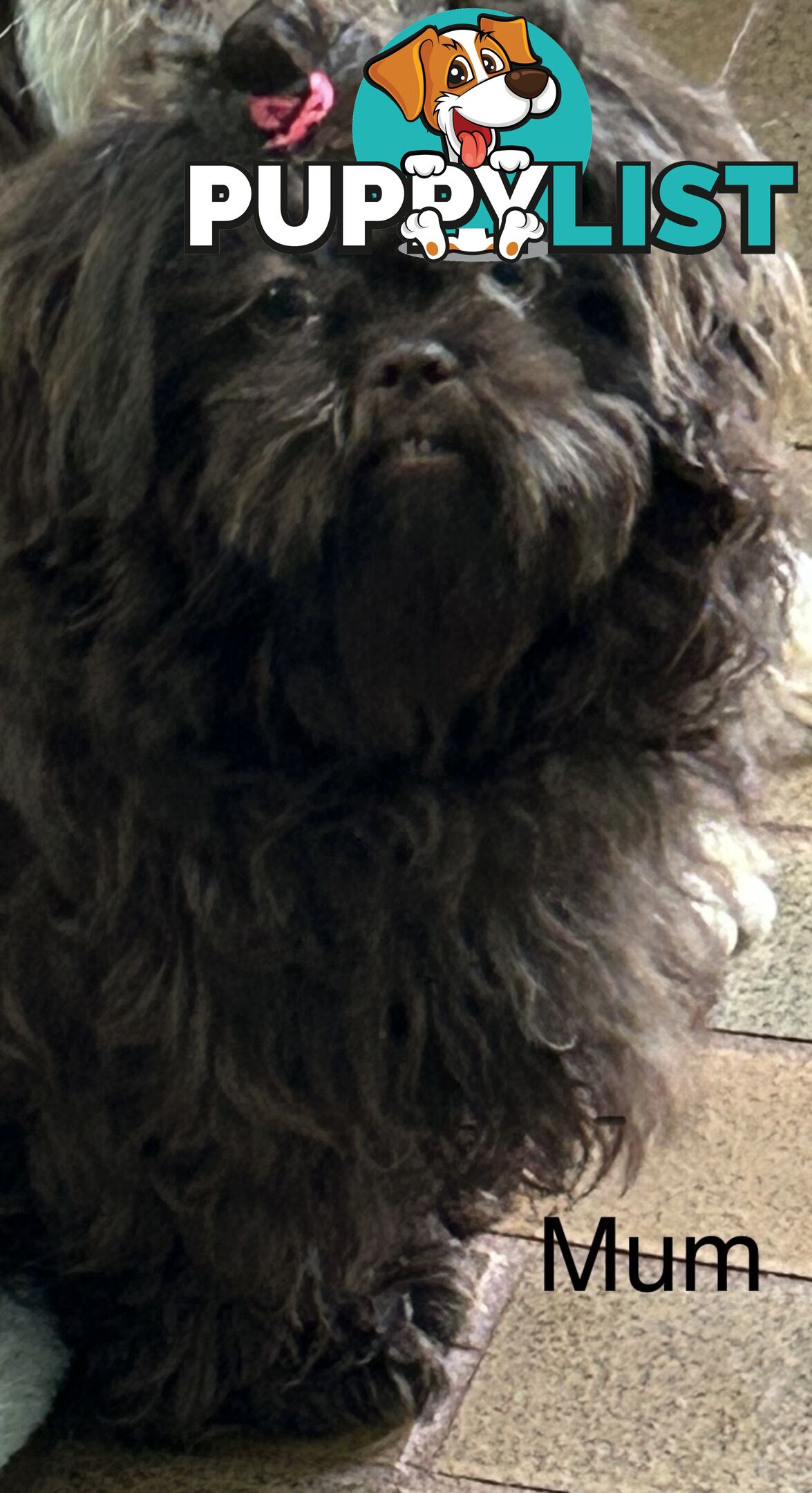 Purebred liver Shihtzu puppies