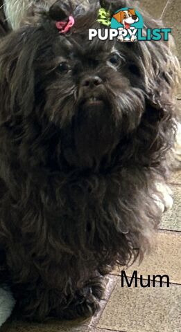 Purebred liver Shihtzu puppies