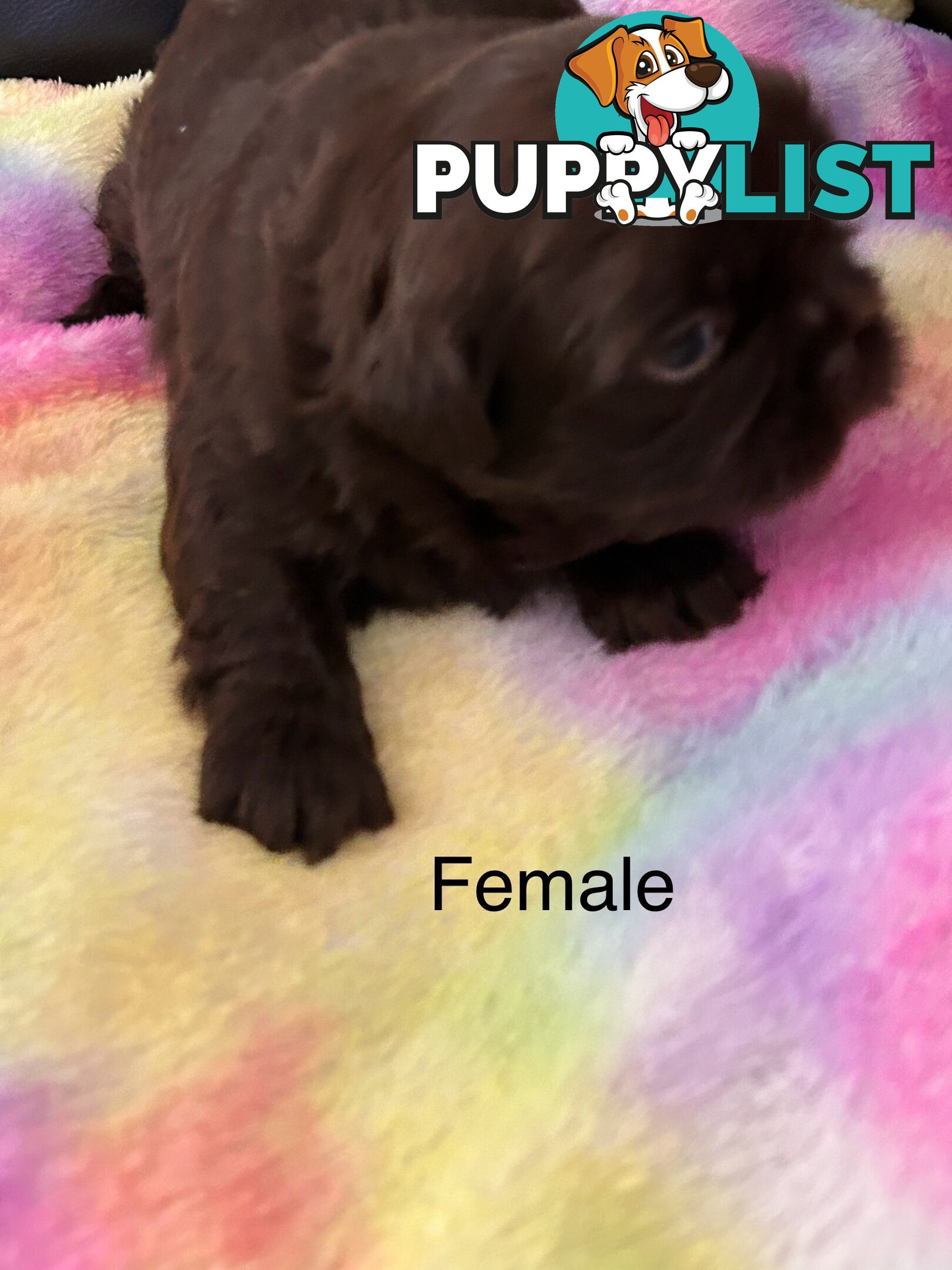Purebred liver Shihtzu puppies