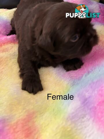 Purebred liver Shihtzu puppies
