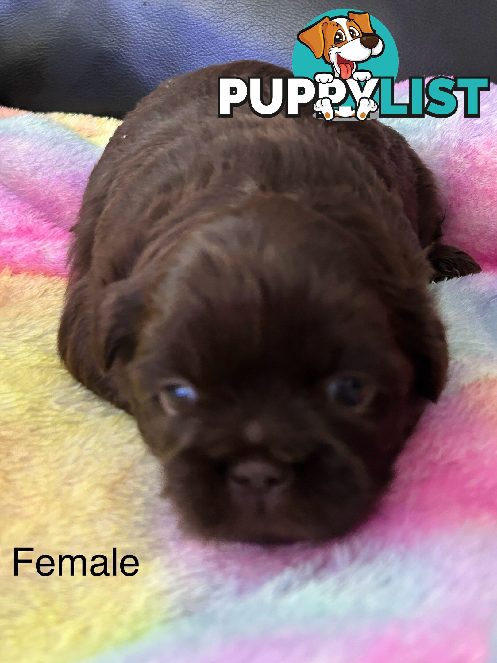 Purebred liver Shihtzu puppies