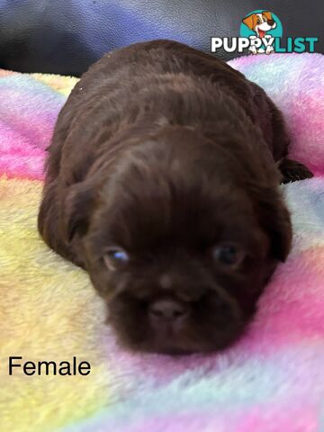 Purebred liver Shihtzu puppies