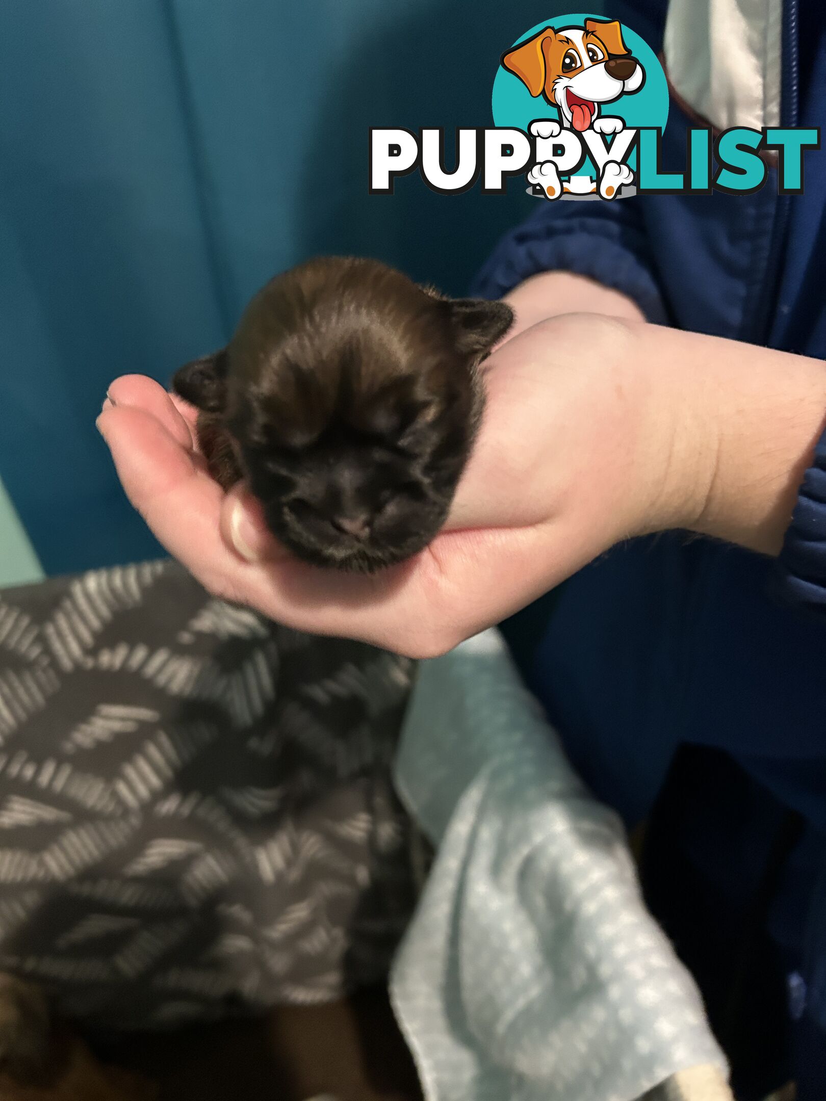 Purebred Shihtzu Male puppy