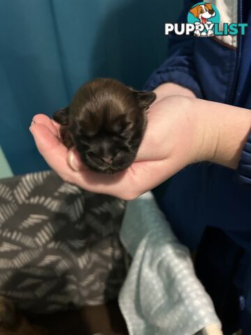 Purebred Shihtzu Male puppy
