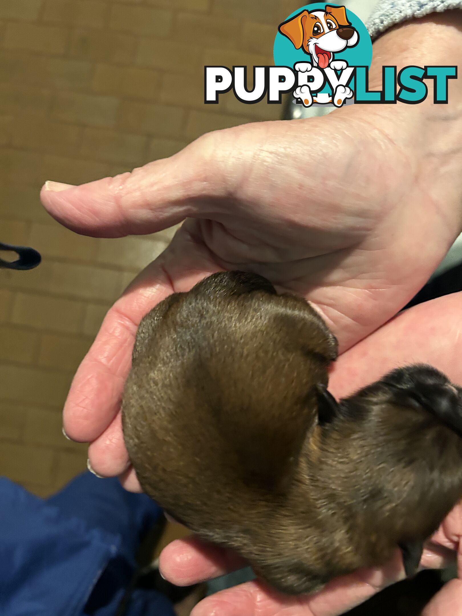 Purebred Shihtzu Male puppy