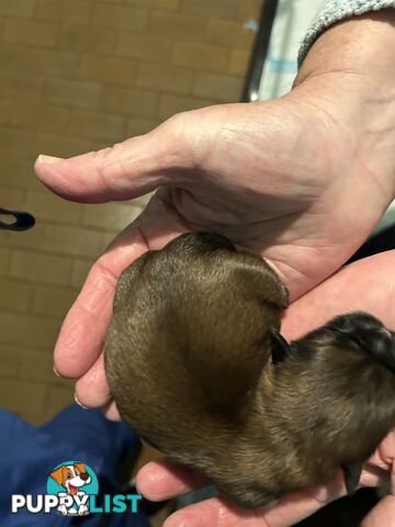 Purebred Shihtzu Male puppy