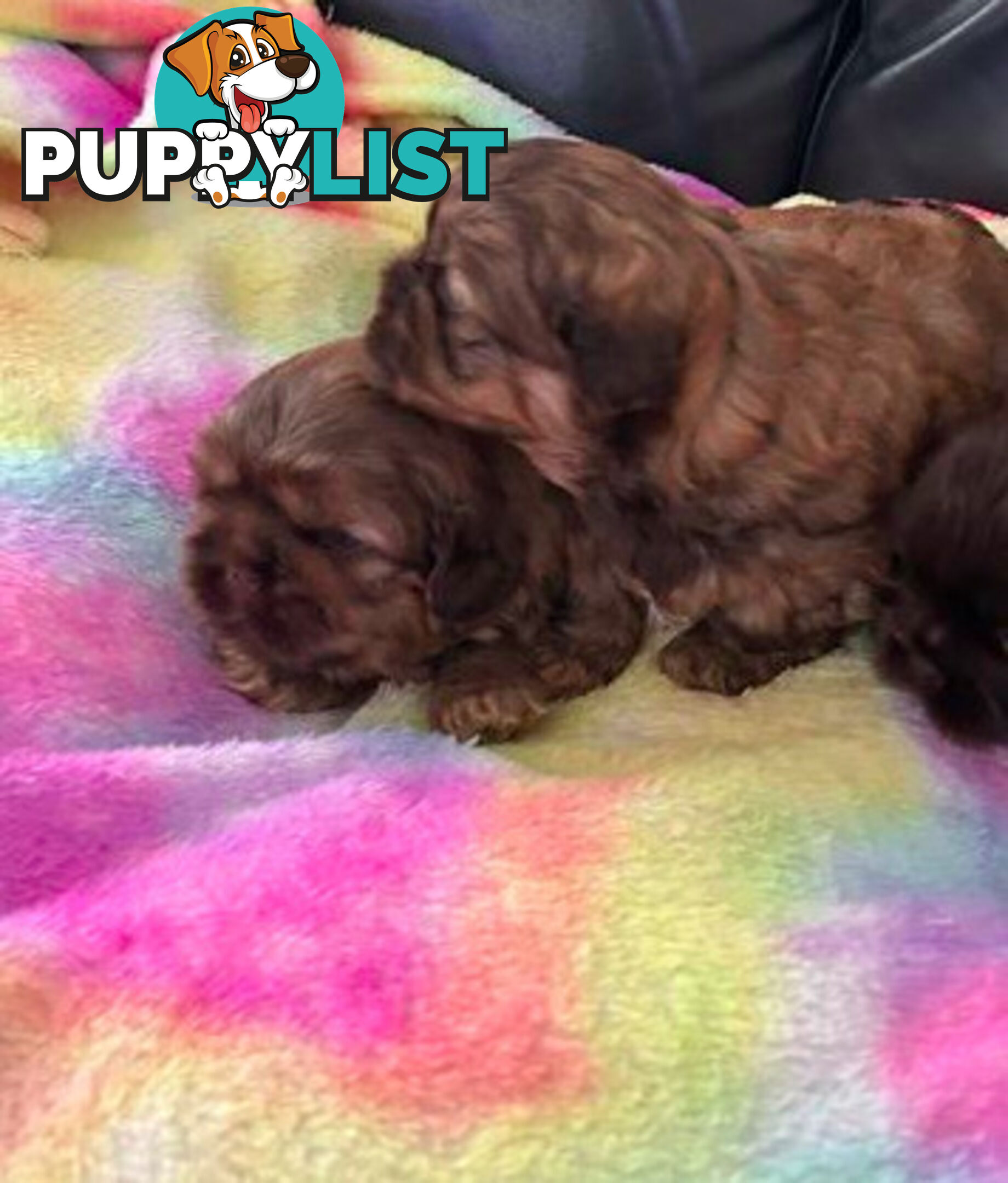 Purebred liver Shihtzu puppies