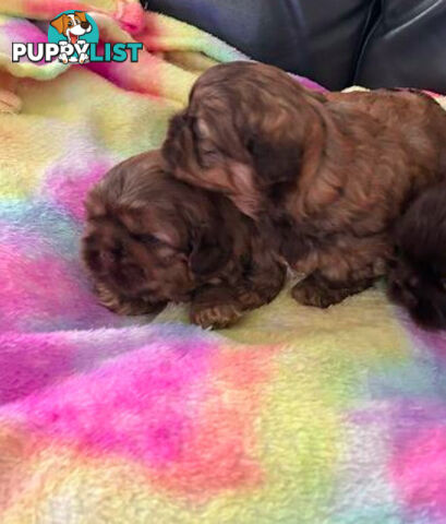 Purebred liver Shihtzu puppies