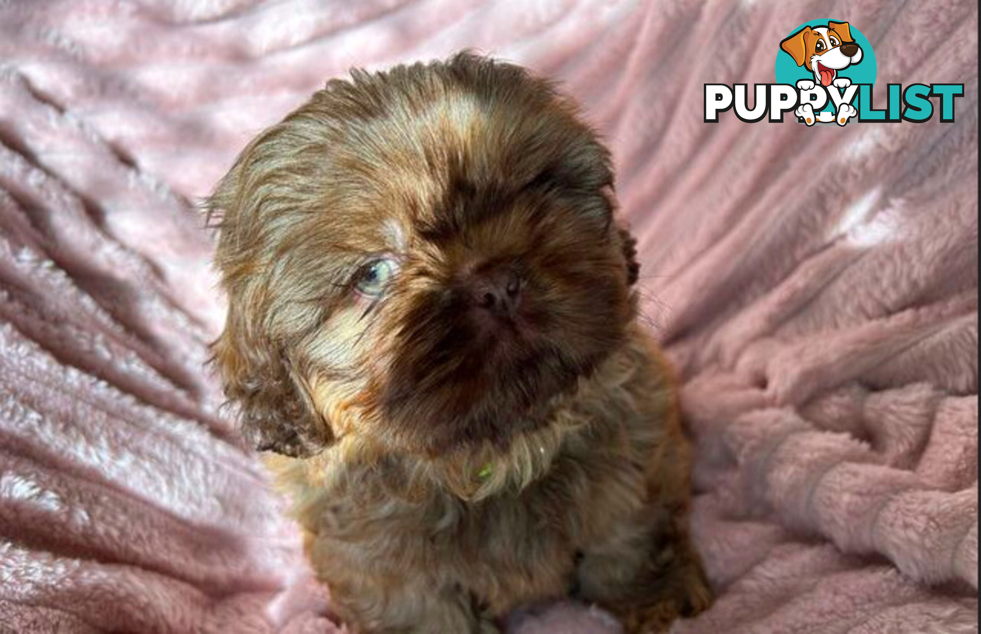 Purebred liver Shihtzu puppies