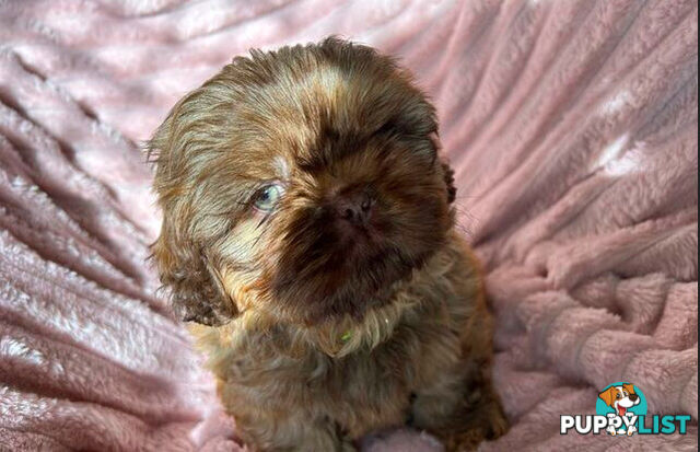 Purebred liver Shihtzu puppies
