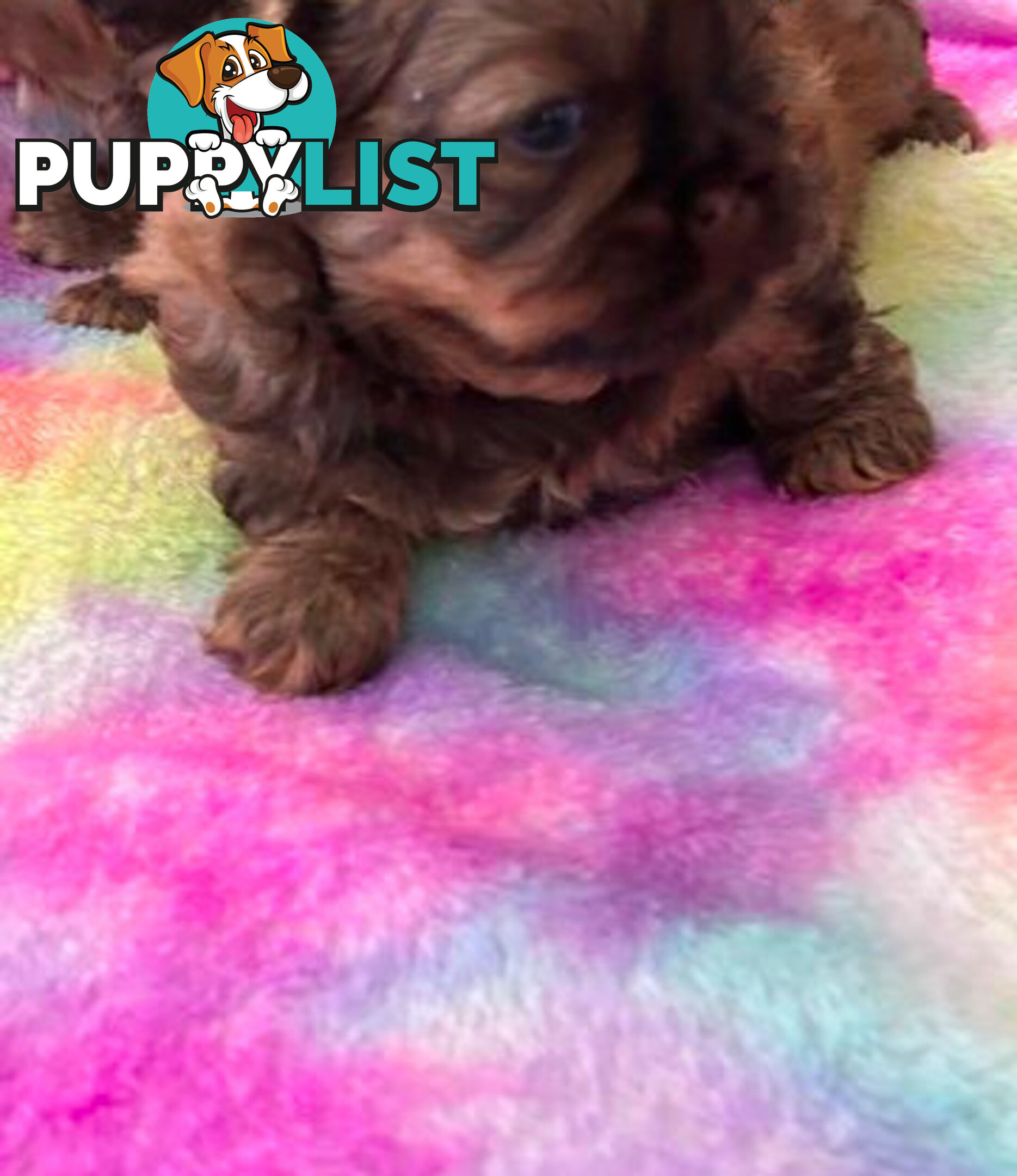 Purebred liver Shihtzu puppies