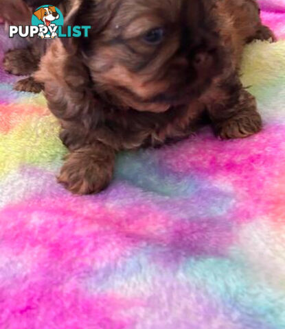 Purebred liver Shihtzu puppies