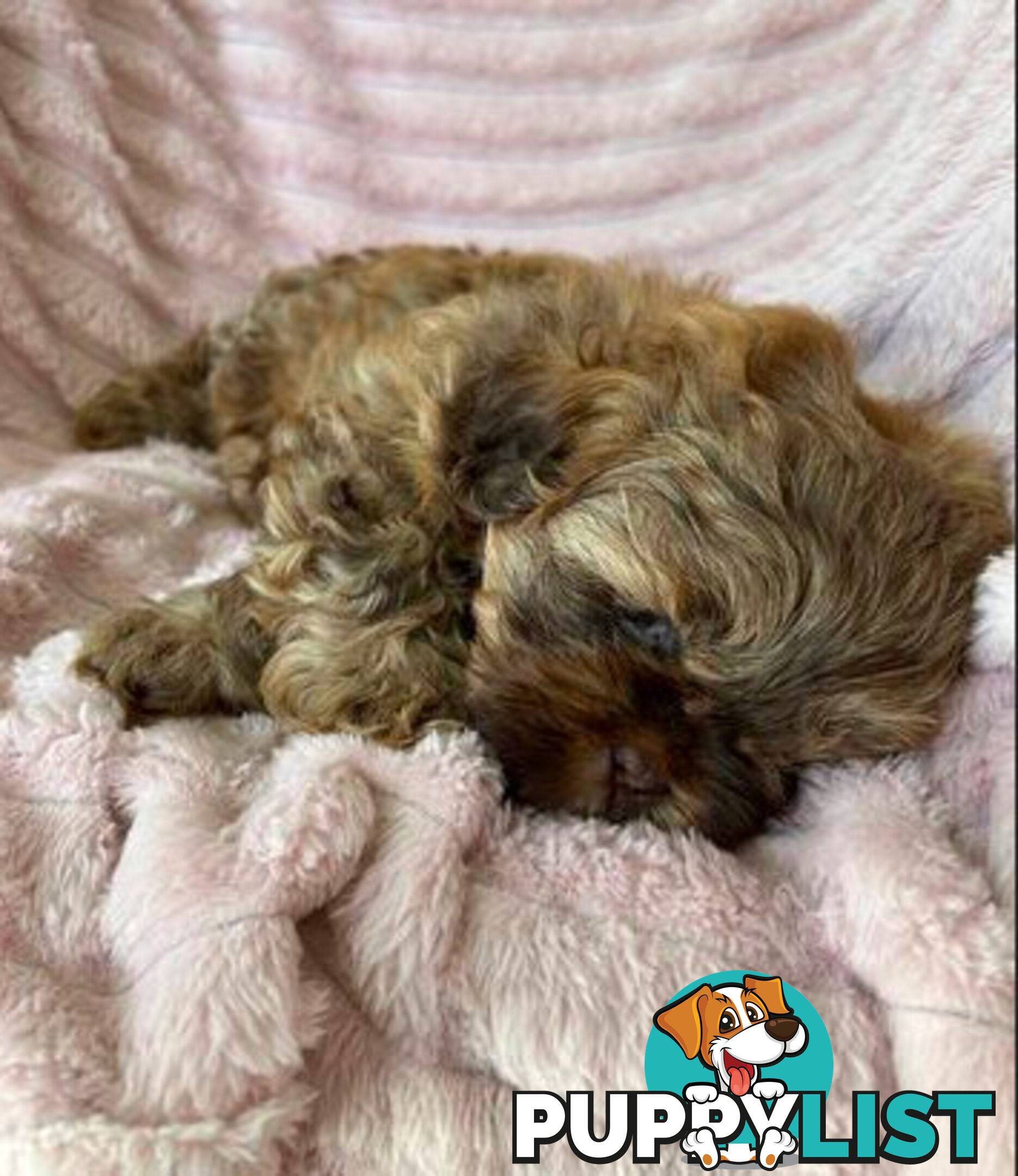 Purebred liver Shihtzu puppies
