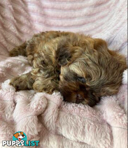 Purebred liver Shihtzu puppies