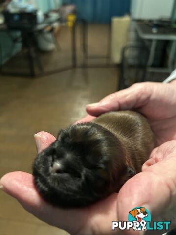 Purebred Shihtzu Male puppy
