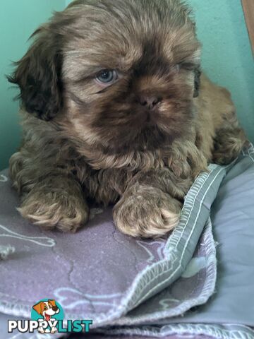 Purebred liver Shihtzu puppies