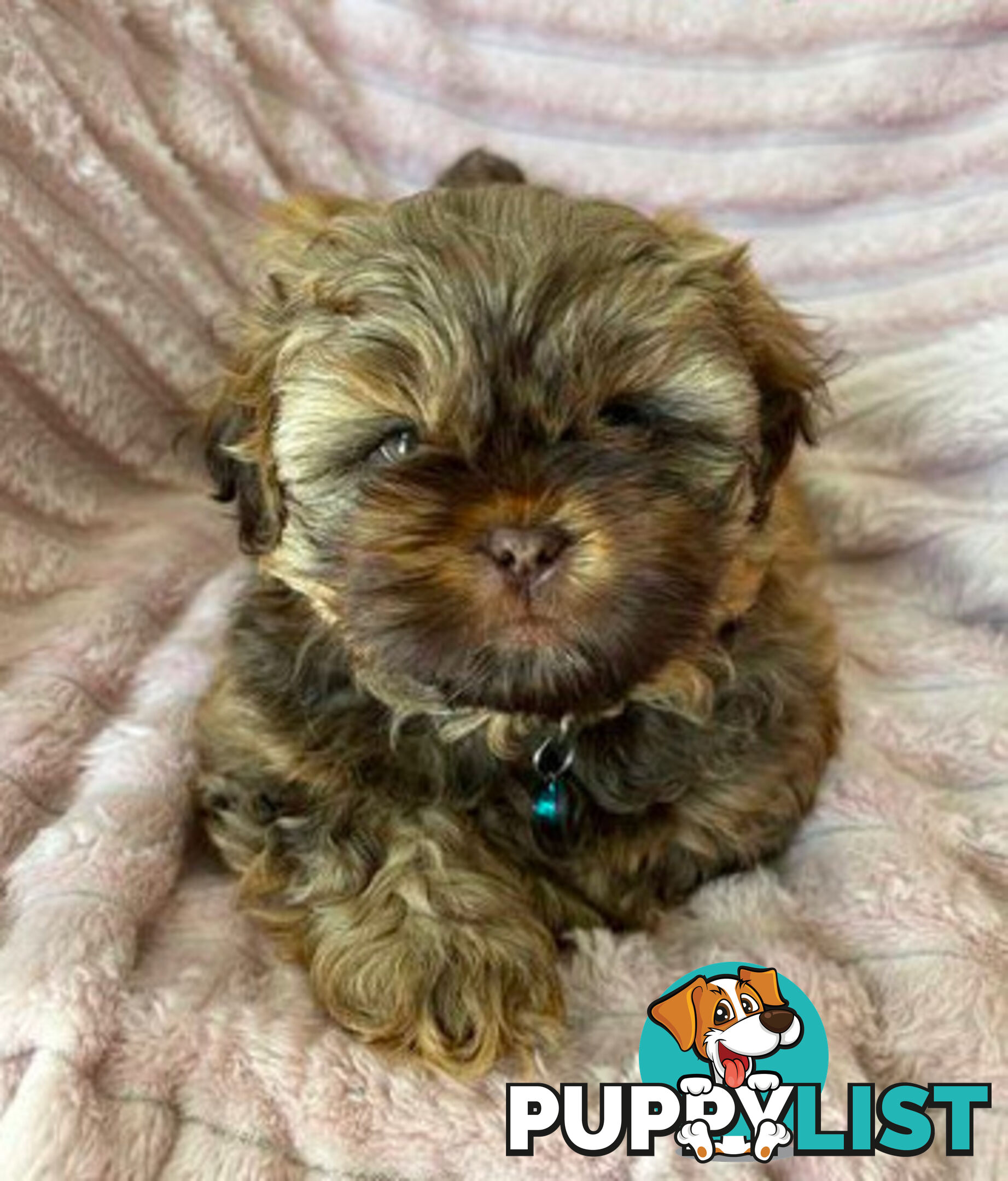 Purebred liver Shihtzu puppies